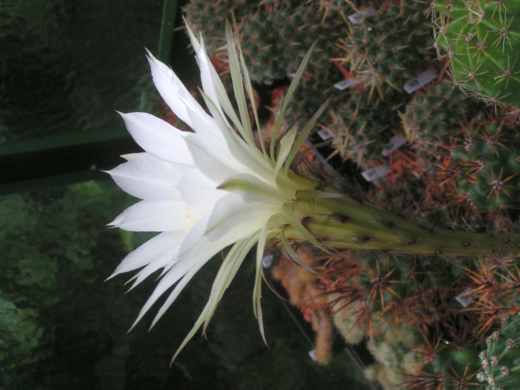 Echinopsis hybrid